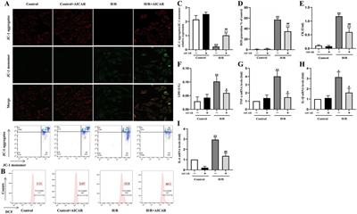 Corrigendum: AMPK activation alleviates myocardial ischemia-reperfusion injury by regulating Drp1-mediated mitochondrial dynamics